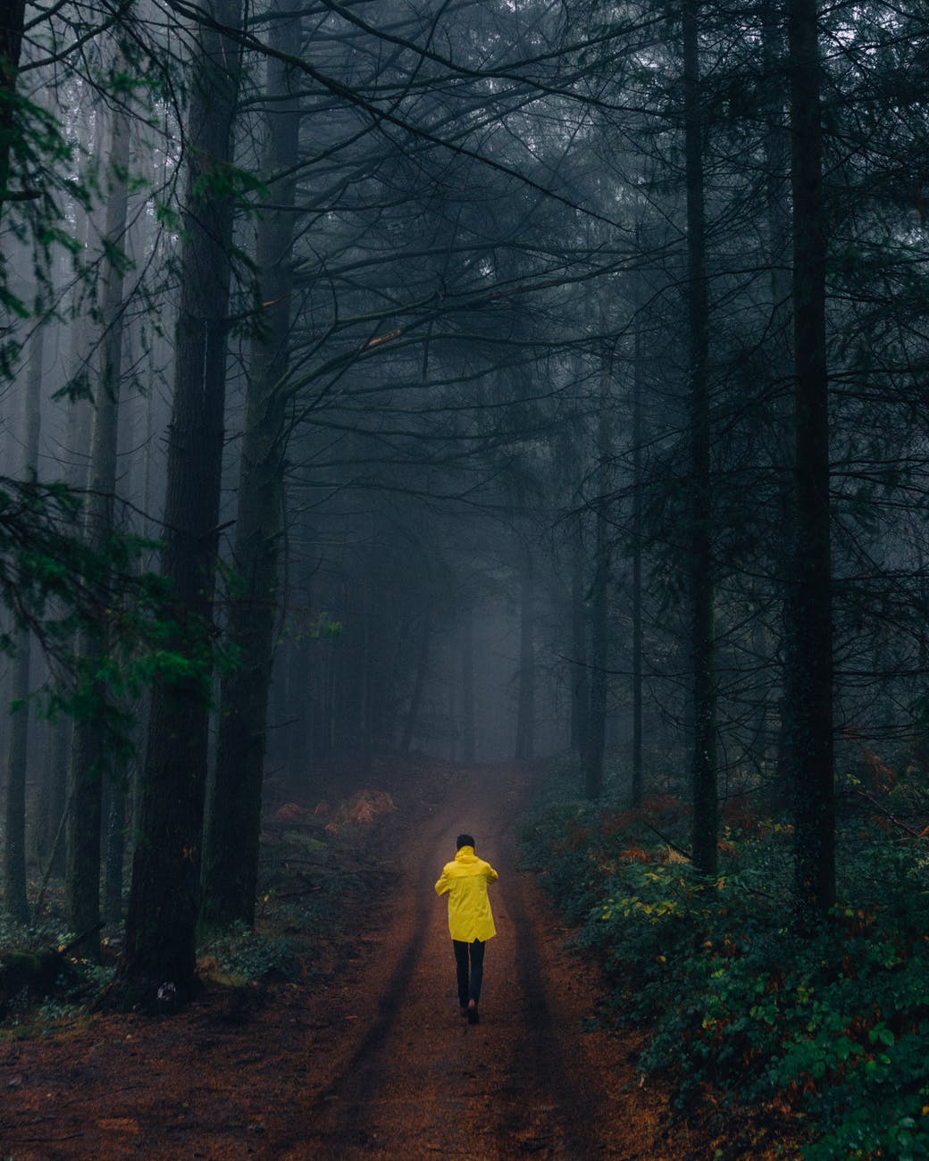 person wearing yellow jacket walking in forest